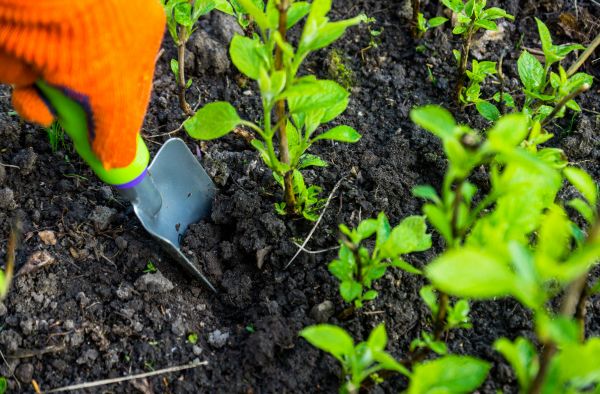 Hydrangea Planting in Danville