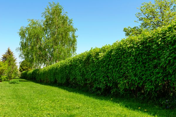 Hedge Replacement in Danville