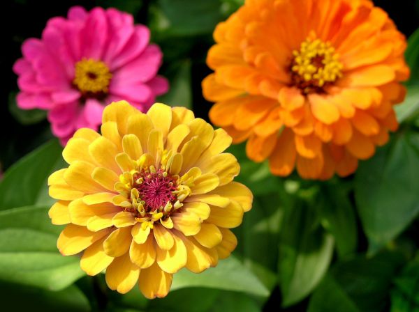 Zinnia Planting in Danville