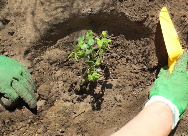 Rose Bush Planting in Danville