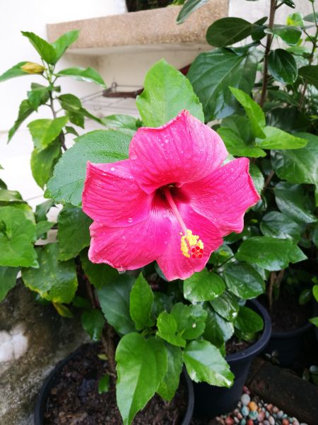 Hibiscus Planting in Danville