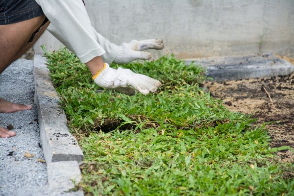 Ground Cover Planting in Danville