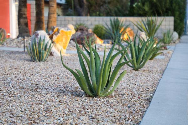 Drought Resistant Landscaping in Danville