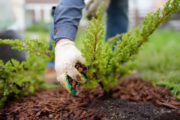 Church Mulching in Danville