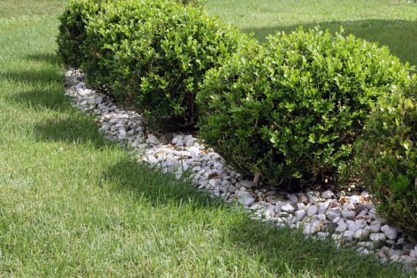 Boxwood Planting in Danville