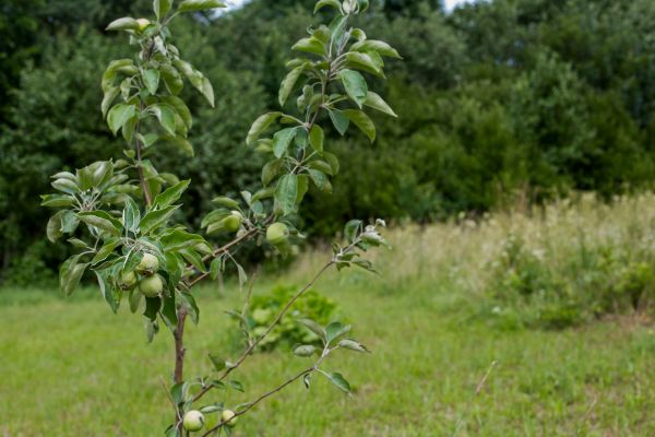 Apple Tree Planting in Danville