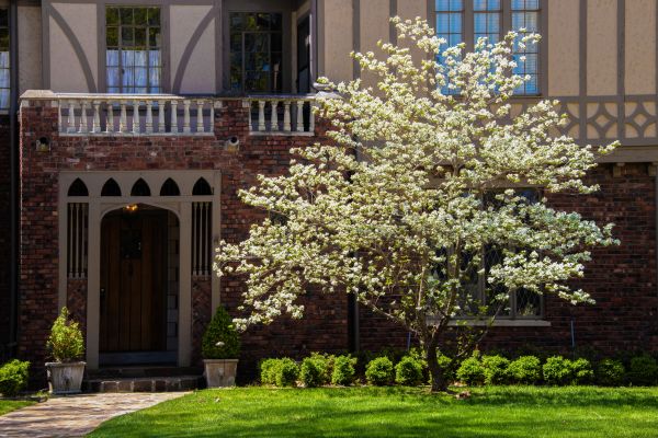 Dogwood Tree Planting in Danville